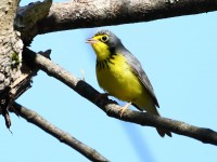 819A2766Canada_Warbler