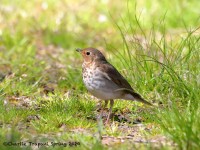 819A2801Swainson's_Thrush