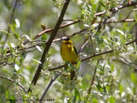 819A2828Wilsons_Warbler_PA