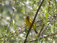 819A2831Wilsons_Warbler