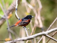 819A2858Orchard_Oriole