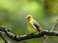 819A2885Female_Scarlet_Tanager