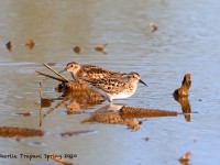 819A2950Least_Sandpipers