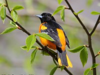 819A2975Baltimore_Oriole