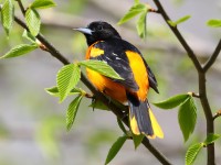 819A2979Baltimore_Oriole