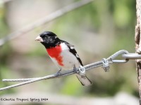 819A2987Rose-breasted_Grosbeak