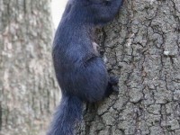 819A3011Black_Squirrel