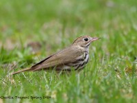 819A3064Ovenbird