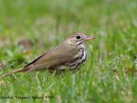 819A3071Ovenbird