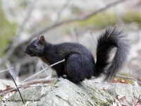 819A3092Black_Squirrel