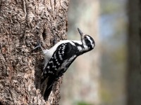 819A3125Hairy_Woodpecker