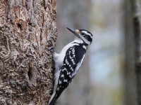 819A3130Hairy_Woodpecker