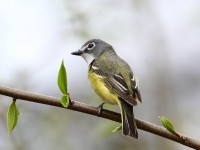 819A3154Blue-headed_Vireo