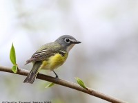 819A3160Blue-headed_Vireo