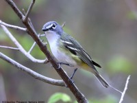 819A3172Blue-headed_Vireo