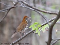 819A3180Wood_thrush