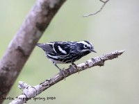819A3215Black-and-white_Warbler