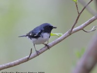 819A3225Black-throated_Blue_Warbler