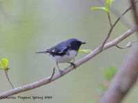 819A3227Black-throated_Blue_Warbler