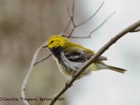 819A3255Black-throated_Green_Warbler