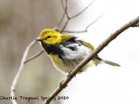 819A3256Black-throated_Green_Warbler