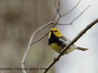 819A3258Black-throated_Green_Warbler
