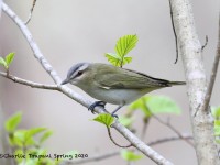 819A3273Red-eyed_Vireo