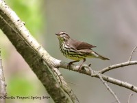 819A3335Northern_Waterthrush