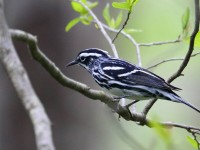 819A3358Black-and-white_Warbler