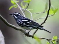 819A3362Black-and-white_Warbler