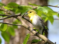 819A3364Yellow-throated_Vireo