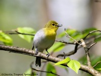 819A3376Yellow-throated_Vireo