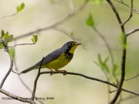 819A3393Canada_Warbler