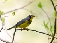 819A3394Canada_Warbler