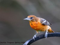 819A3415Baltimore_Oriole