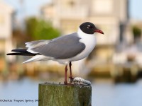 819A3428Laughing_Gull
