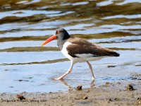 819A3471Oyster_Catcher