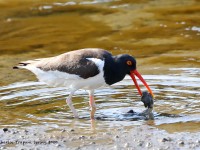 819A3484Oyster_Catcher