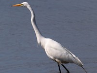 819A3503Great_Egret