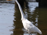 819A3508Great_Egret