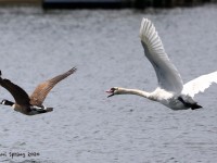 819A3523Mute_Swan_Chasing_Geese