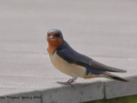 819A3534Barn_Swallow