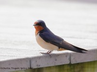 819A3541Barn_Swallow