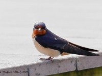 819A3560Barn_Swallow