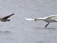 819A3575Mute_Swan_Chasing_Geese