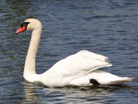 819A3587Mute_Swan