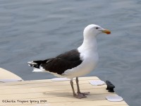 819A3594Greater-black-backed_Gull