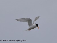 819A3603Least_Tern