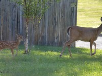 819A3627Deer_and_Fawn_PA_Yard