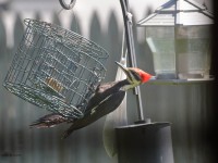 819A3635Pileated_Woodpecker_PA_Yard